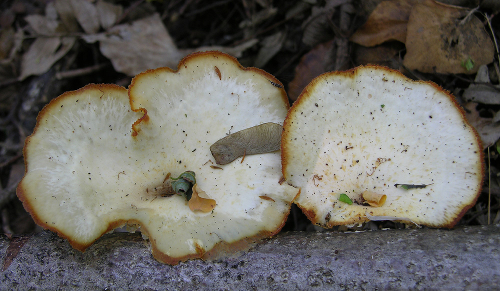 Polyporus sp. (Polyporus alveolaris)